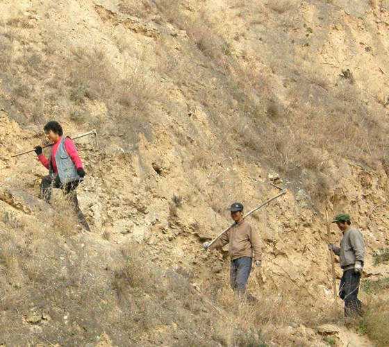 雖沒(méi)有十里桃林，漫山遍野的灼灼芳華。但我們有萬(wàn)畝國(guó)家級(jí)標(biāo)準(zhǔn)化油橄欖種植示范基地，漫山遍野，香氣撲鼻。畝是中國(guó)市制土地面積單位，一畝等于六十平..