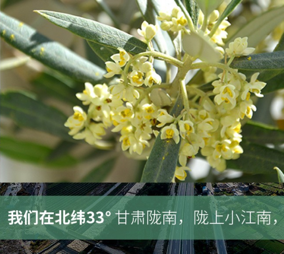 武都的氣候、土壤等與地中海沿岸極其相似，同處于世界頂級(jí)油橄欖黃金生產(chǎn)帶（32°58--33°36）年平均氣溫為14.7°，年日照時(shí)數(shù)1911..